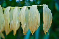 Colourful leaves in early October