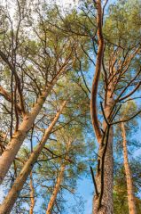 Tall trees in the woodland