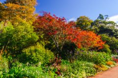 Colourful foliage near the visitor centre