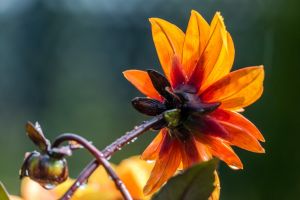 Inverness Botanic Gardens