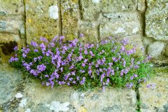 Colourful flowers are everywhere at Jervaulx