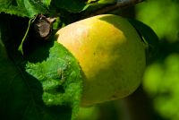 Kelmscott Manor, The Orchard