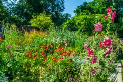 Summer colour in the garden
