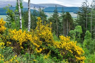 Galloway Forest Park