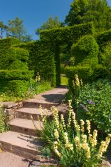 Garden hedges and steps