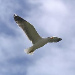 Lesser black-backed gull (c) Mike Pennington