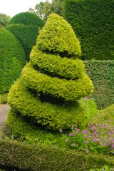 Spiral shaped topiary in the garden