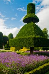More topiary oddities