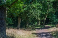 Lexden Earthworks and Bluebottle Grove, Trail between the earthwork banks at Lexden