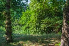Lexden Earthworks and Bluebottle Grove, Remnants of earthen banks at Lexden