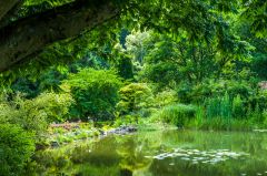 A peaceful garden pool