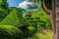 Topiary in the Court garden