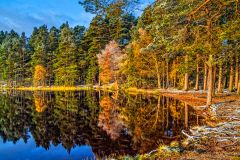 Snow dusts the shore of Loch Garten