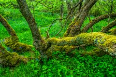 The woodland trail in spring
