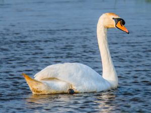 Loch Gruinart RSPB Nature Reserve