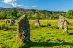 Lochbuie Stone Circle, Cows wander among the standing stones