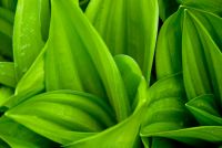 London, Chelsea Physic Garden plant