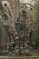 London, Elfin Oak, Kensington Gardens