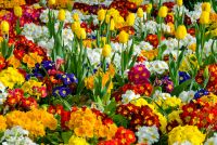 Lincoln's Inn Fields, Flower beds