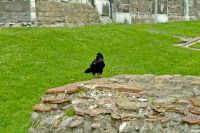 Tower of London, Tower of London Raven