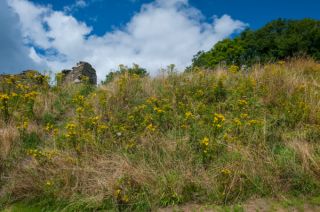 Loughor Roman Fort