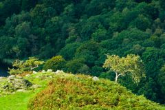 The exposed top of the Fell