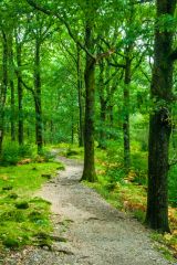 A pleasant, level walk through light forest