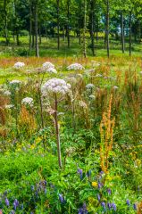 Summer flowers by the Iris Garden