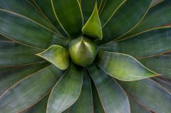 Cactus in Lullingstone World Garden