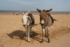 Donkeys on Mablethorpe beech (c) Richard Croft