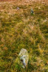A few of the small standing stones