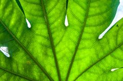 A Spring leaf up close