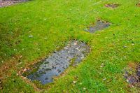 Giant Bradley's parents grave