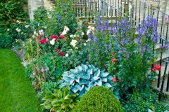 Colourful garden flowers