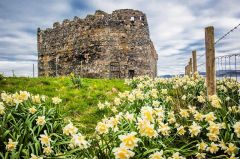 Daffodils in spring in front of the castle