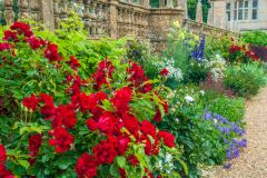 Colourful summer flowers near the house entrance
