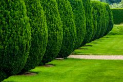 Clipped yews in the garden