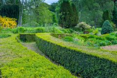 Clipped hedges in the garden