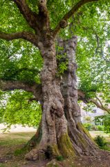 Early 18th century Mottisfont plane tree