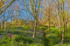 Bluebell woods above the garden