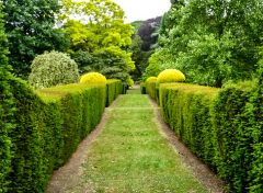 Clipped hedges form a garden path (c) Pam Fray