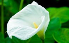 An orchid in the hot house