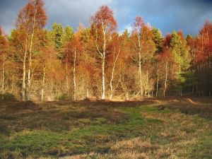 Muir o' Fauld Roman Signal Station