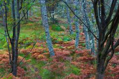Approach through woodland