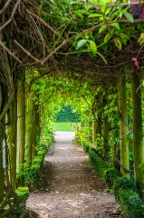 A shady summer arbor