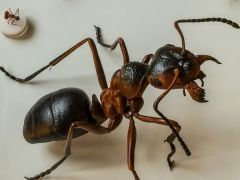 One of the insect exhibits