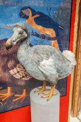 The Oxford Dodo