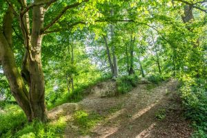 Newtown Hall Castle Motte
