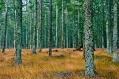 Woodlands approaching the stone circle
