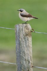 Northern wheatear (c) Mike Pennigton